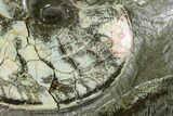 Fossil Ammonite (Planticeras) in Rock - South Dakota #143839-4